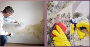 Домашни средства и препарати за премахване на мухъл по стените. Използване на боя и латекс, препарати без миризма, сода и оцет, грунд и спрей.